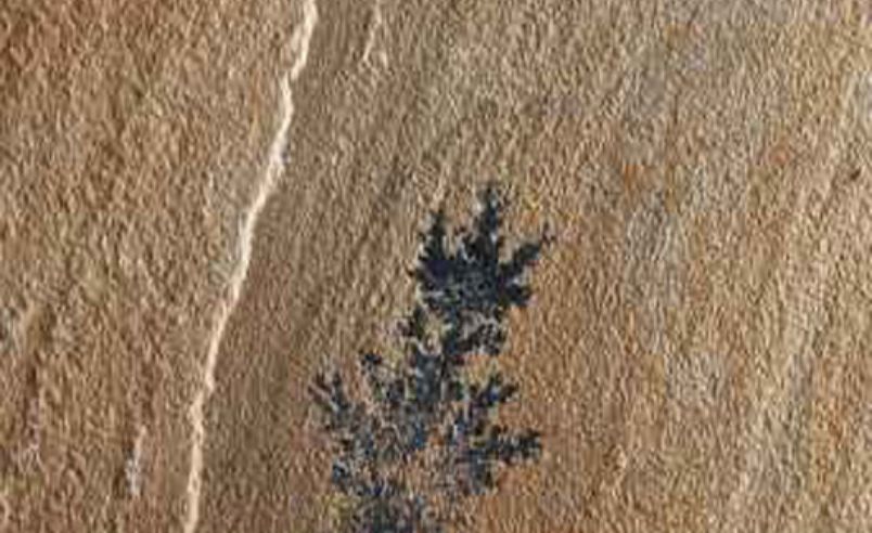 Fossil - Luxury sandstone